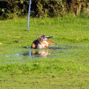 Red Kite taking a bath