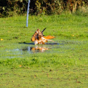 Red Kite taking a bath