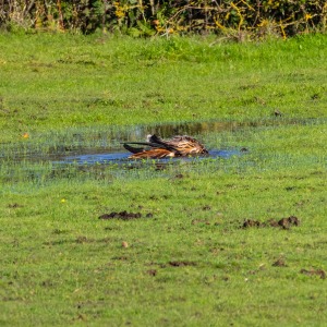 Red Kite taking a bath