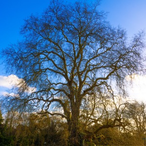 National Trust Mottisfont - Christmas 2023