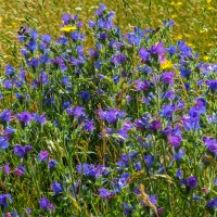 BBOWT - Wells Farm