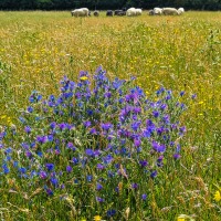 BBOWT - Wells Farm