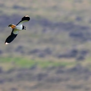 Camping Holiday to the Outer Hebrides