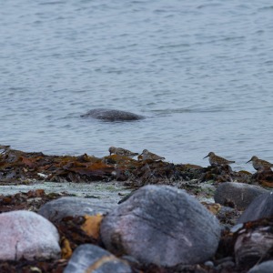 Camping Holiday to the Outer Hebrides