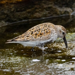 Camping Holiday to the Outer Hebrides