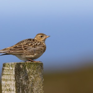 Camping Holiday to the Outer Hebrides