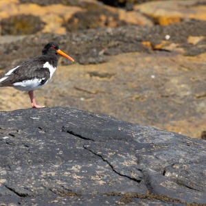 Camping Holiday to the Outer Hebrides
