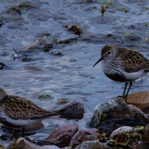 Camping Holiday to the Outer Hebrides