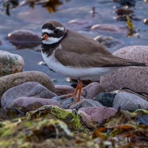Camping Holiday to the Outer Hebrides