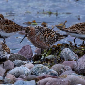 Camping Holiday to the Outer Hebrides