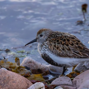 Camping Holiday to the Outer Hebrides