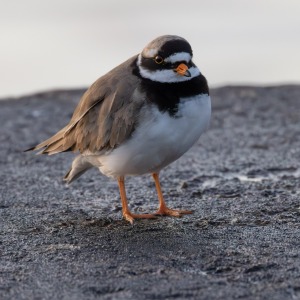 Camping Holiday to the Outer Hebrides