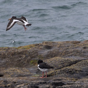Outer Hebrides - Barra