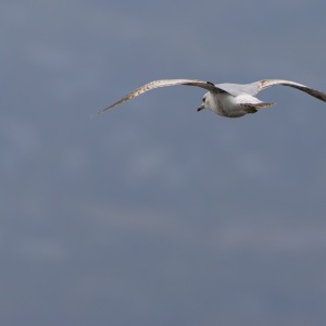 Outer Hebrides - Barra