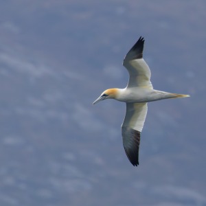 Outer Hebrides - Barra