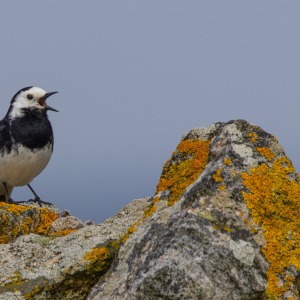 Outer Hebrides - Barra