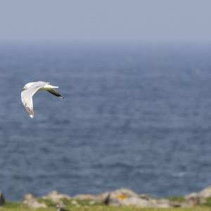 Outer Hebrides - Barra