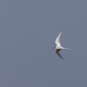 Outer Hebrides - Barra
