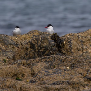 Outer Hebrides - Barra