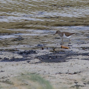 Outer Hebrides - Barra