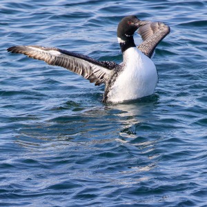 Outer Hebrides - Barra