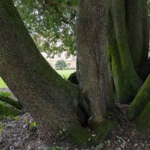 National Trust - Basildon Park