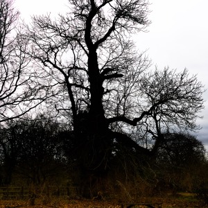 National Trust - Greys Court