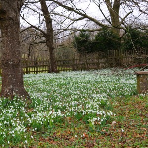 National Trust - Greys Court