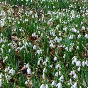 National Trust - Greys Court