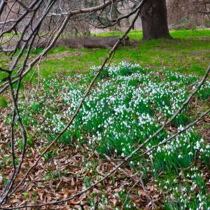 National Trust - Greys Court