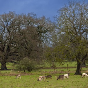 Charlecote Park