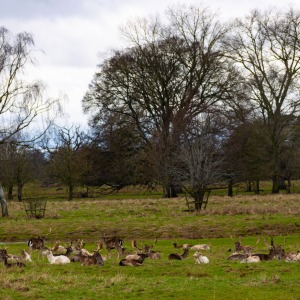 Charlecote Park