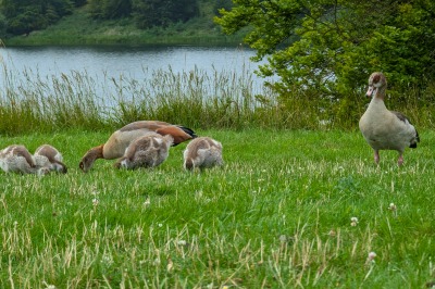 The Game Fair