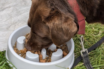The Game Fair