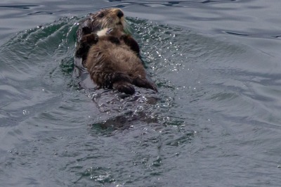 Glacier Bay
