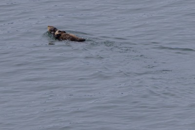 Glacier Bay