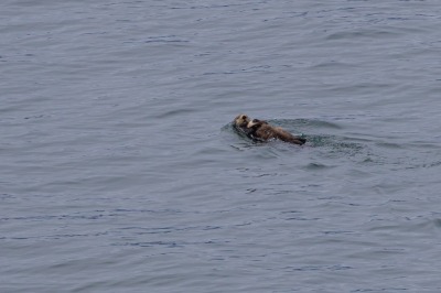 Glacier Bay