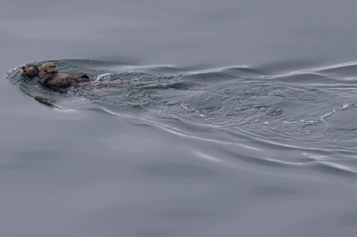 Glacier Bay