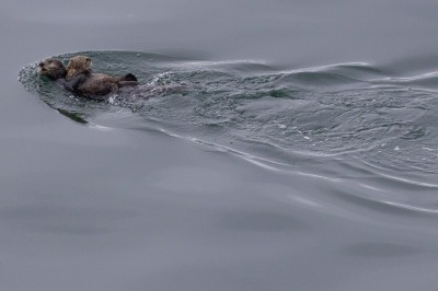 Glacier Bay