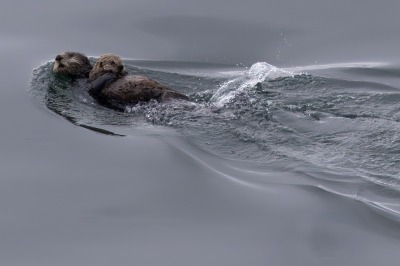 Glacier Bay