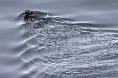 Glacier Bay
