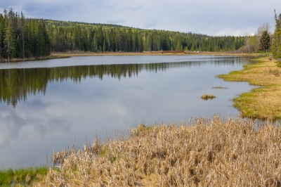 Hinton Beaver Boardwalk