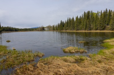 Hinton Beaver Boardwalk