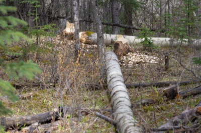 Hinton Beaver Boardwalk