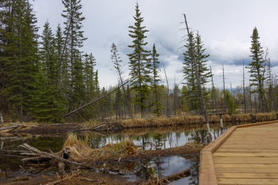 Hinton Beaver Boardwalk