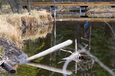 Hinton Beaver Boardwalk