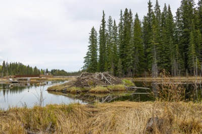 Hinton Beaver Boardwalk