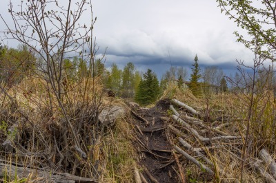 Hinton Beaver Boardwalk
