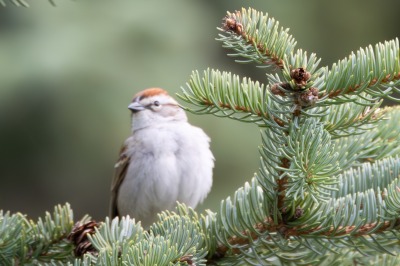 American Tree Sparrow