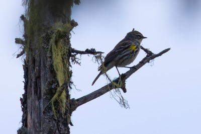 Yellow rumped Warbler
